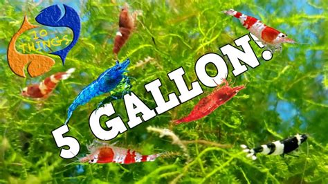best fish for 5 gallon.
